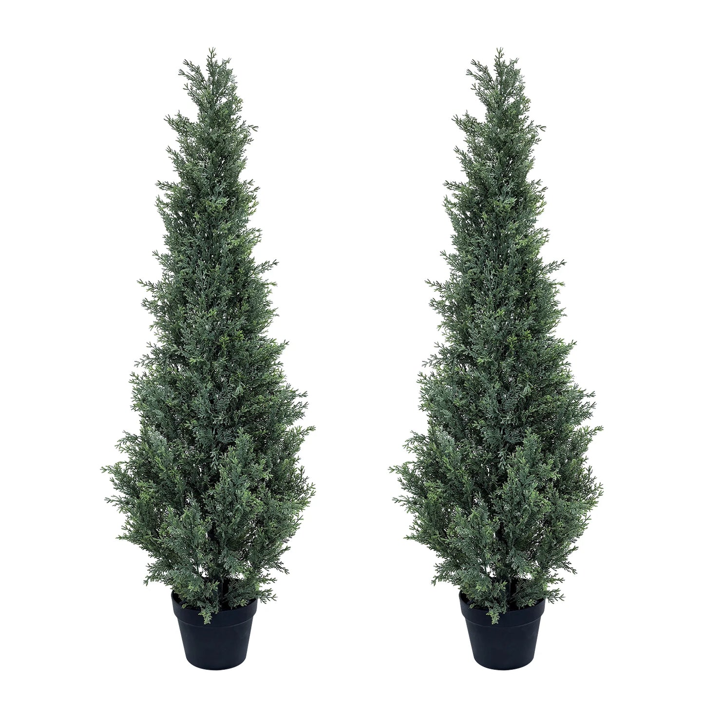Evergreen Outdoor Cedar Trees