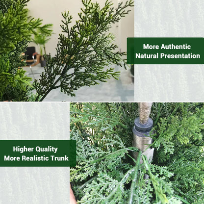 Evergreen Outdoor Cedar Trees